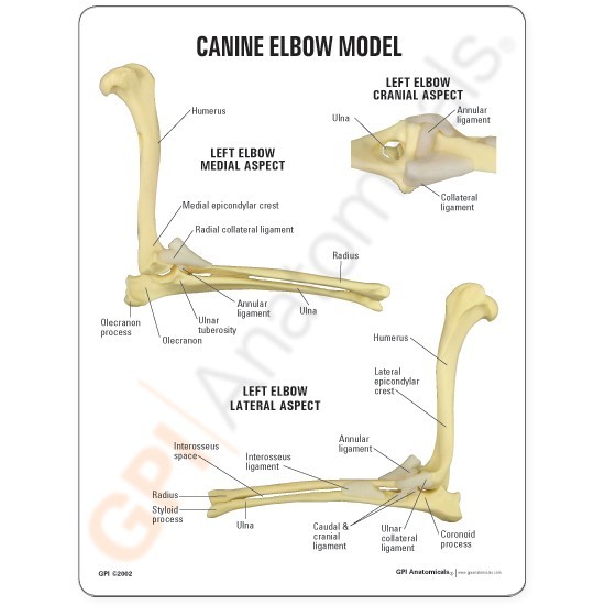 Back Of Elbow Anatomical Name / Nursemaids Elbow Is Common And Shouldn