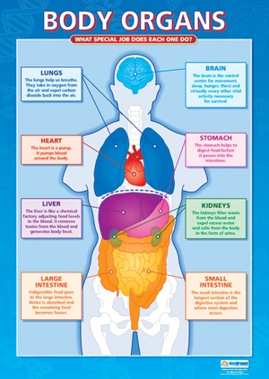 Anatomical Charts for Children - Body Organs