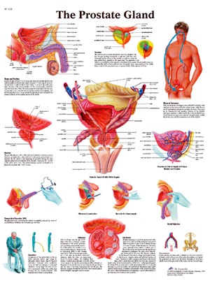 Anatomical The Prostate Gland Chart