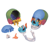 Anatomical Skull Kit - Didactic Model