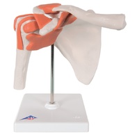 Anatomical Model - Functional Shoulder Joint