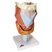 Anatomical Larynx with Thyroid Model
