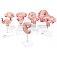 Anatomical Model- Deluxe Pregnancy Series 9 Models