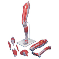 Anatomical Models for Deluxe Muscled Leg