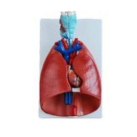 Anatomical Larynx, Heart and Lung Model