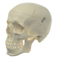 Male Human Skull
