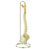Anatomical  Model of Vertebral Column with Pelvis and Hanging Stand
