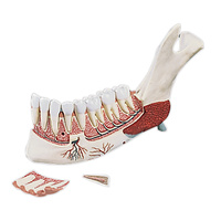 Anatomical Lower Jaw, Half (11pt) model