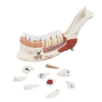 Anatomical Lower Jaw, Half (19pt) Model