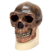 Anatomical Skull, Sinanthropus Model
