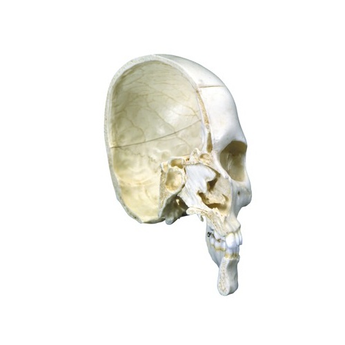 Anatomical Models of Bony Half Skull 