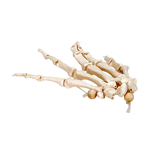 Anatomical Model of Hand Skeleton - Nylon Mounting