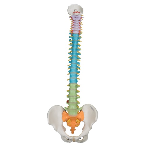 Anatomical Models for Didactic Flexible Spine