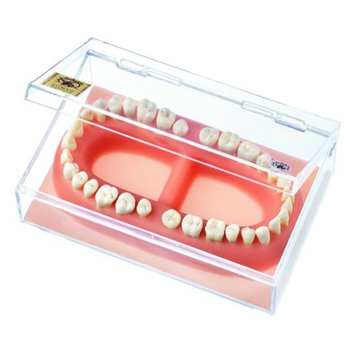 Set Of Adult Teeth 118