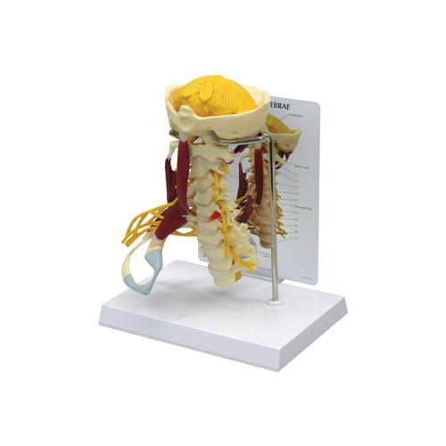 Anatomical Deluxe Muscled Cervical Model