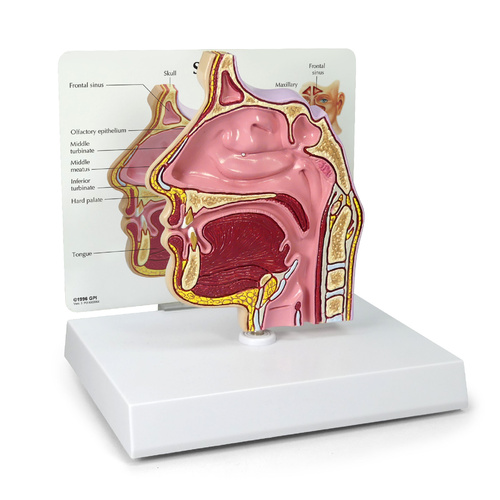 Anatomical Model -  Sinus