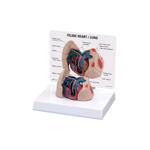 Anatomical Model-Feline Heart and Lung