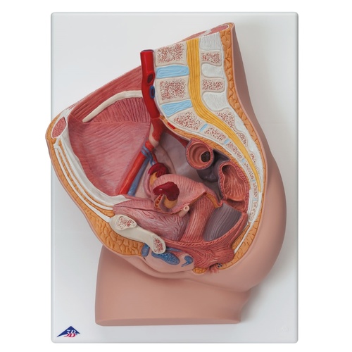 Anatomical Model about Female Pelvis