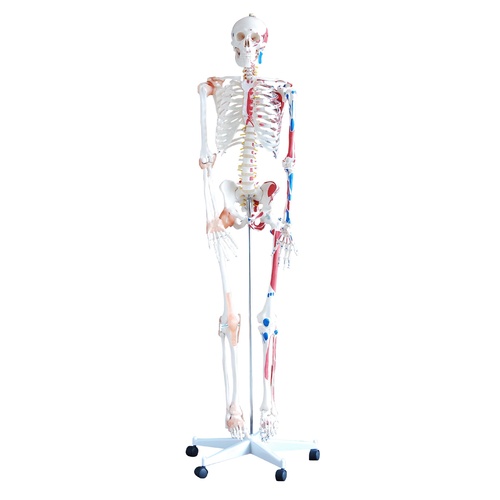 Anatomical Model Skeleton with Muscles and Ligaments 180cm Tall