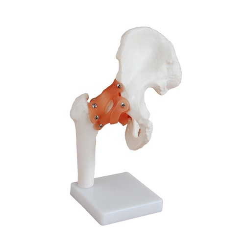 Anatomical Model Life-Size Hip Joint