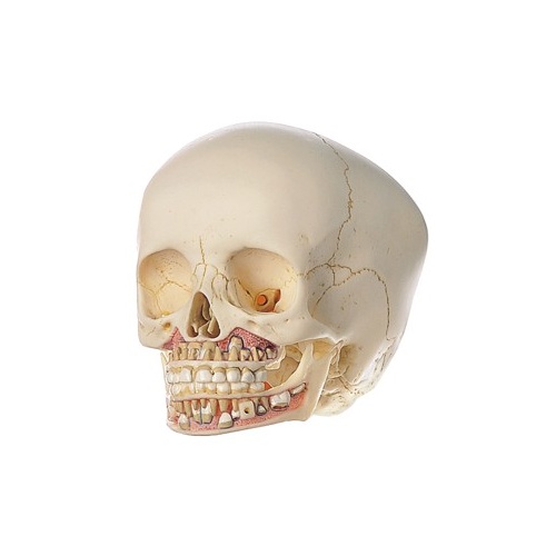 Anatomical Models for Child Skull 