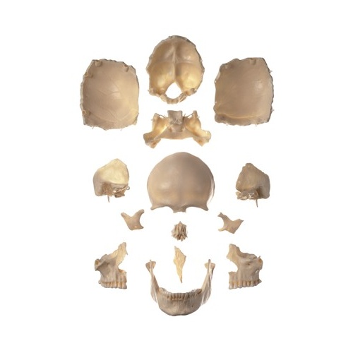 Anatomical Models for Cranial Anatomy Skull