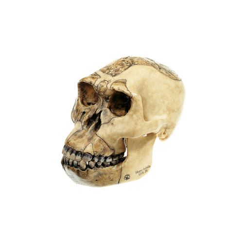 Skull of Homo Habilis (O.H. 24)