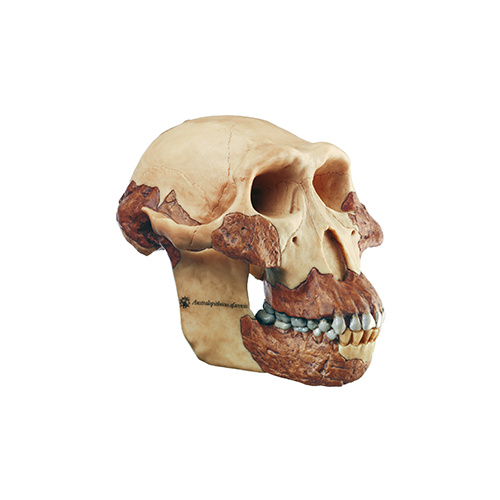 Skull of Australopithecus Afarensis