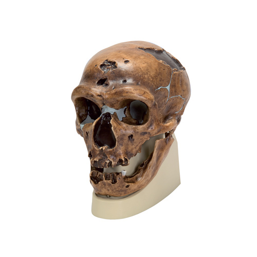 Anatomical Skull, La Chapelle aux Saints Model