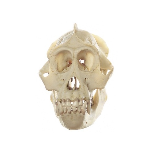 Skull of Orang-utan