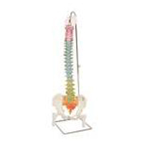 Spine and Vertebrae Models 