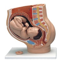 Pregnancy and Birth Models 