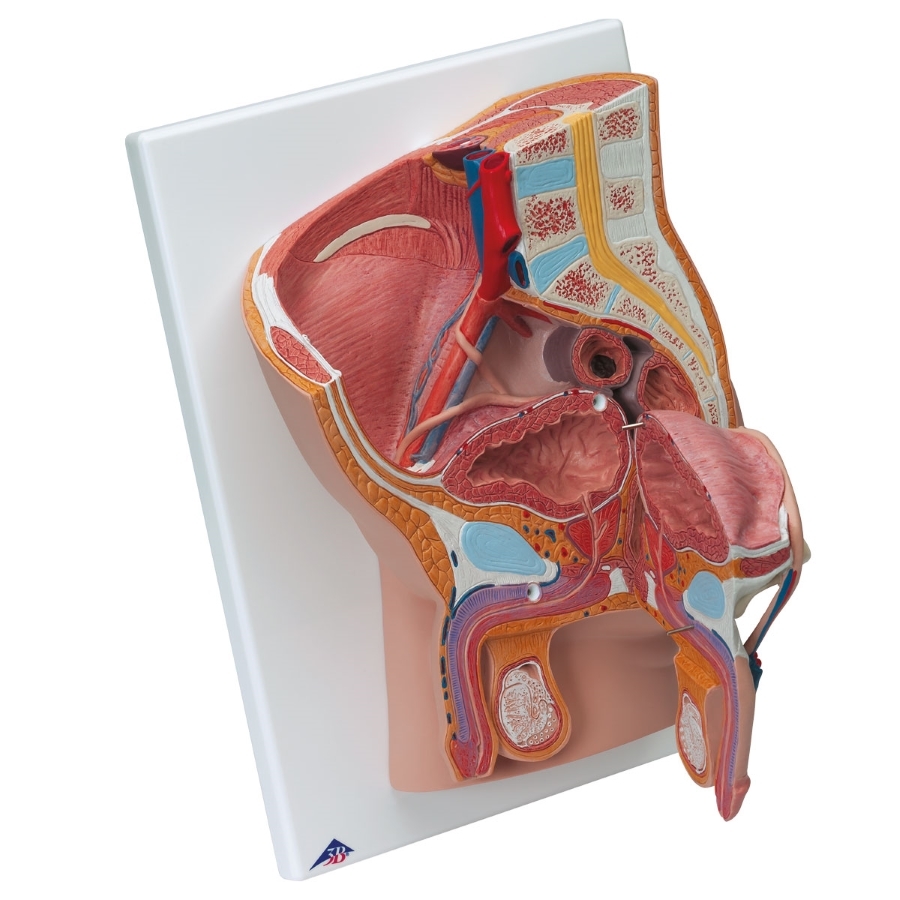 Anatomical Male Pelvis Model Male Pelvis