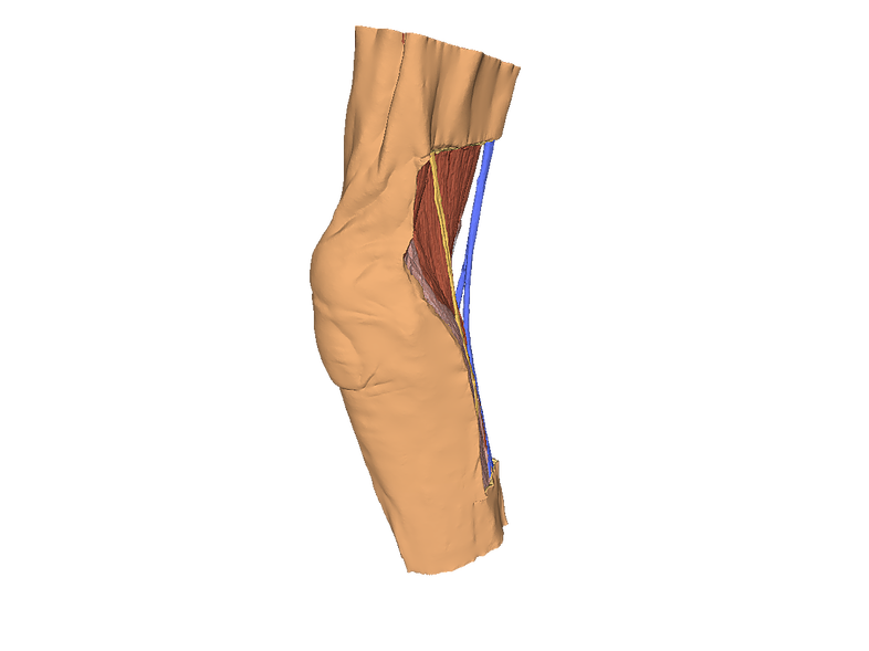 anatomical model cubital fossa cubital fossa