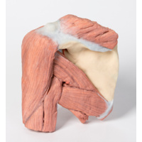 Anatomical Model- Shoulder Superficial muscles and axillary/brachial artery