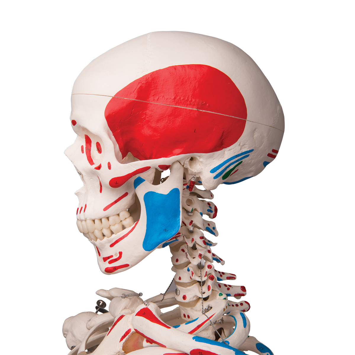 Anatomical Skeleton with Muscle Markings Model