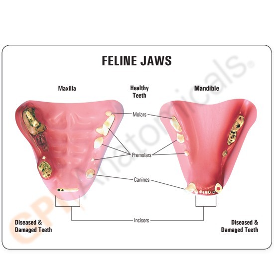 cat teeth anatomy