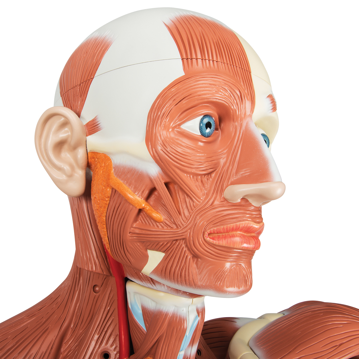 Anatomical model- Life size Male Muscular Figure, 37-part