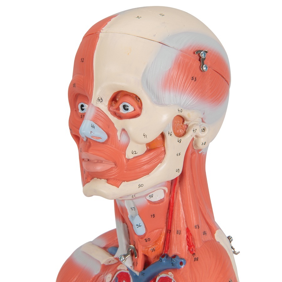 Anatomical Model- 1/2 Life-Size Complete Female Muscular Figure, 21 part Without Internal Organs