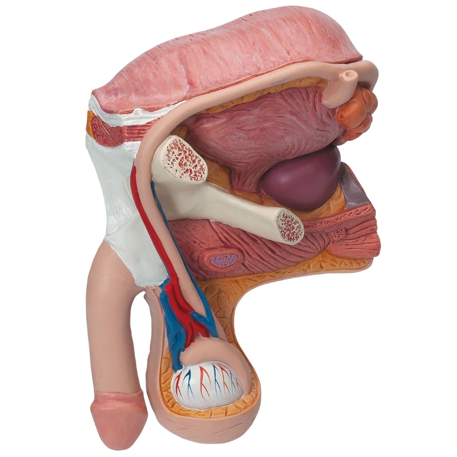 Anatomical Male Pelvis Model Male Pelvis