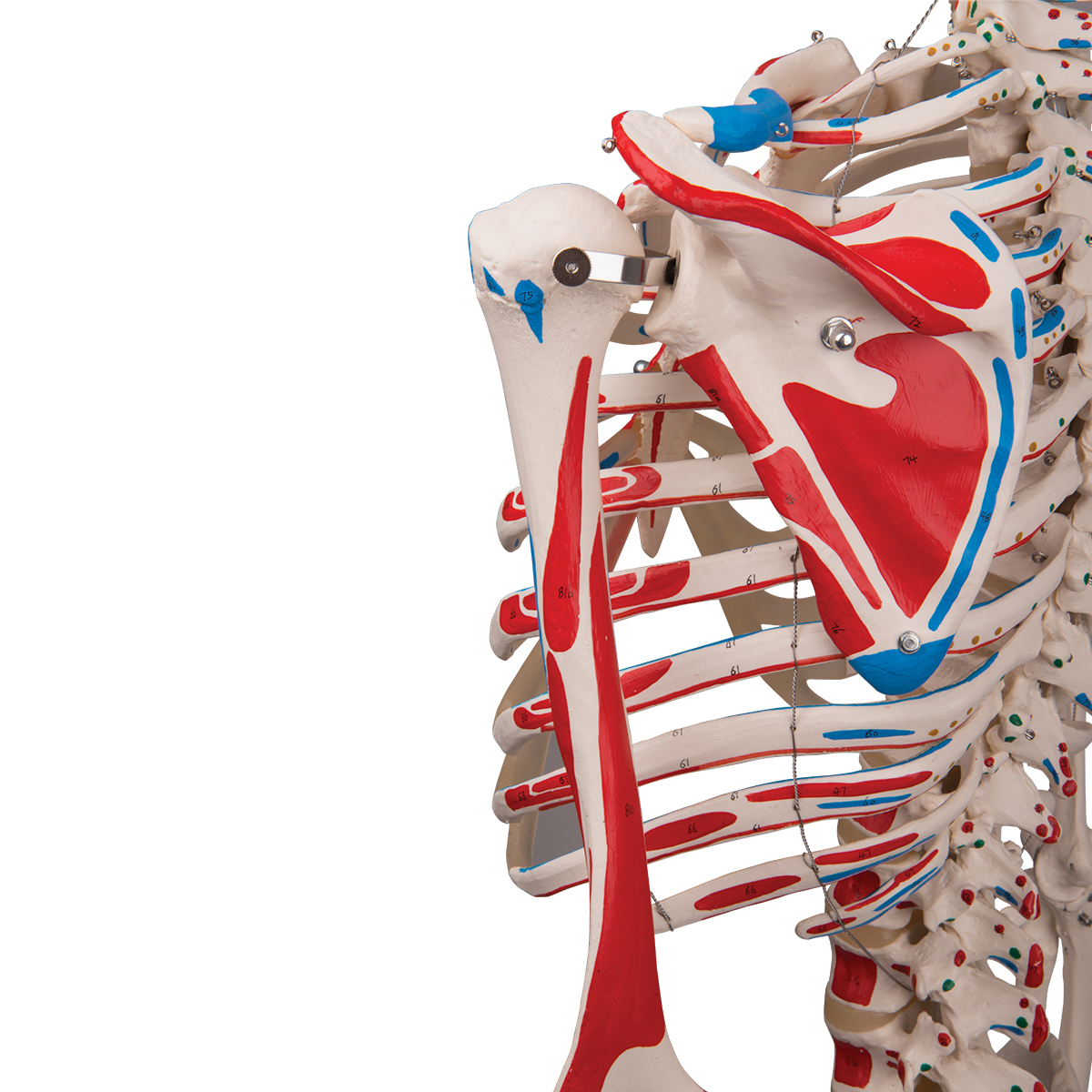Anatomical Skeleton With Muscle Markings Model Anatomical Skeleton With Muscle Markings Model
