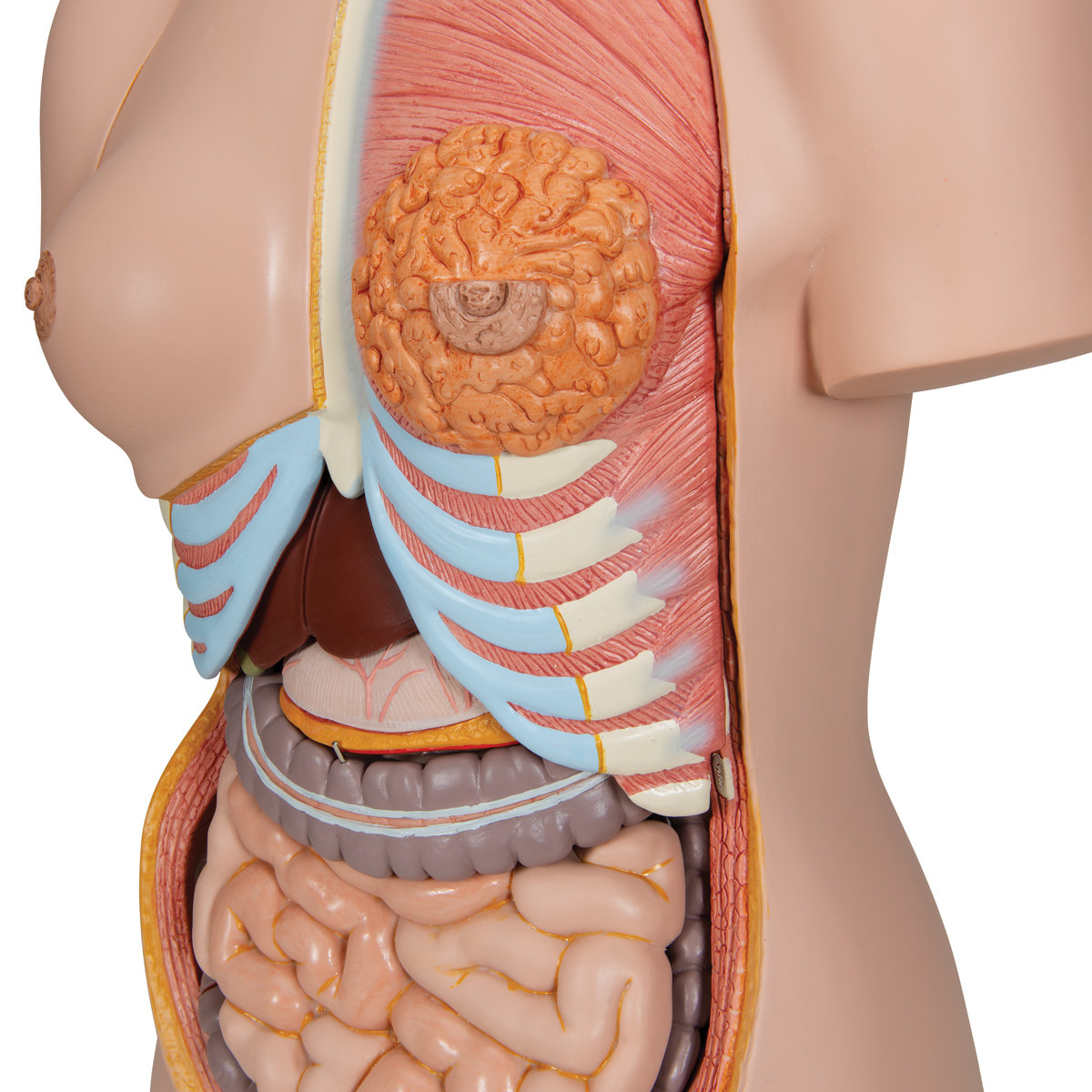 Torso with Open Back and Male/Female Organs (28pt) | Deluxe Dual Sex 28