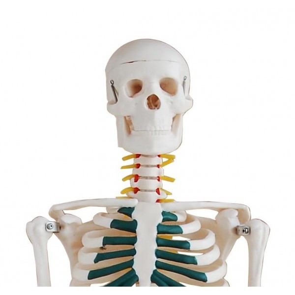 85cm Anatomical Skeleton Model With Spinal Nerves