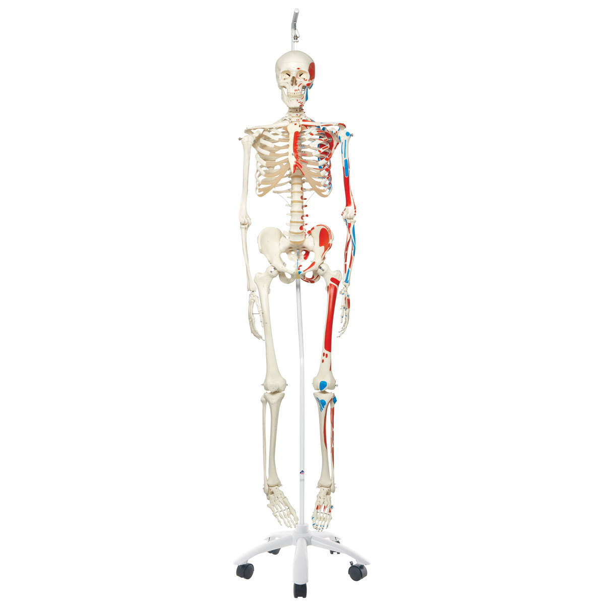 Anatomical Muscle Skeleton Max, on Model