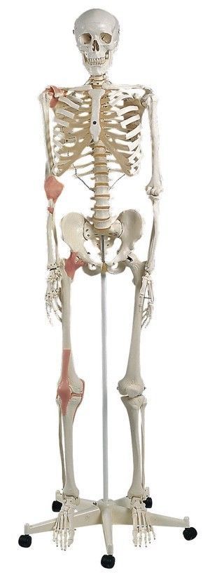 Anatomical Skeleton With Ligaments Model