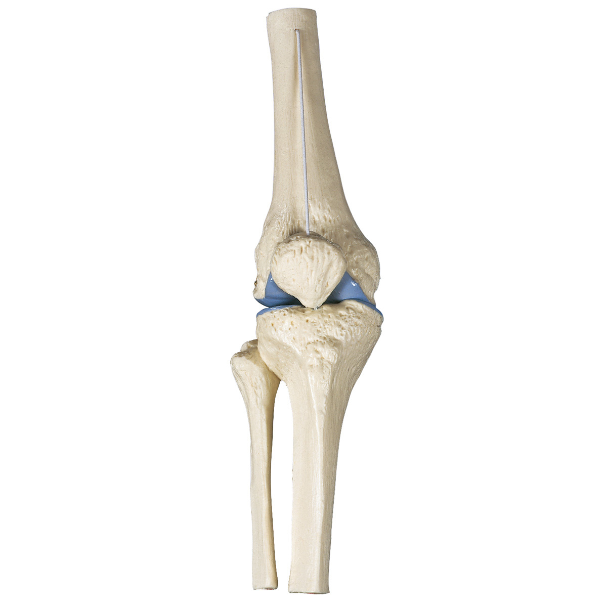 Anatomical Model- Mini Knee Joint