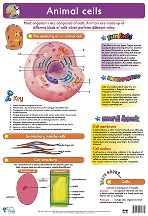 Animal Cells - Lets Look