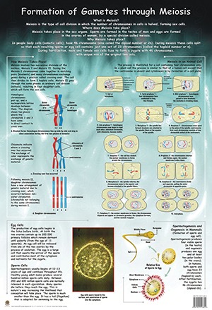 Zygotene Stage Of Meiosis