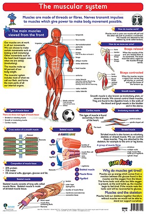 The Muscular System - Lets Look