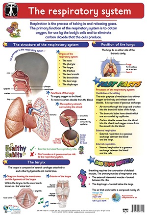 The Respiratory System - Lets Look